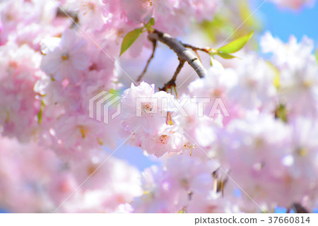 Double-leafed cherry blossoms and blue sky 37660814