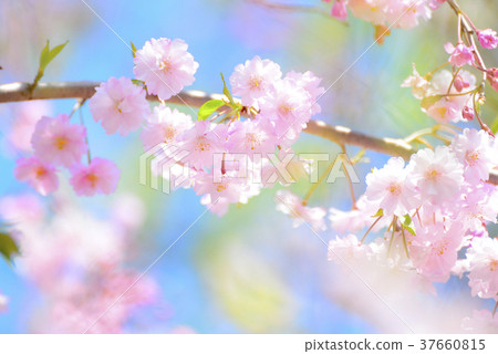 Double-leafed cherry blossoms and blue sky Double-leafed cherry blossoms and blue sky 37660815