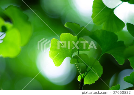 Close-up of fresh green ginkgo and sunbeams 37660822