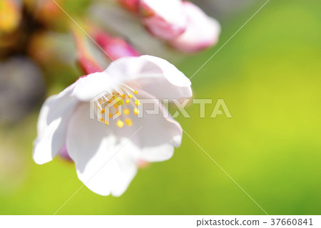 One flowering cherry blossoms up 37660841