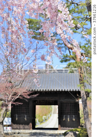 Rin-no-ji Temple Niodomon and Sakura 37661216