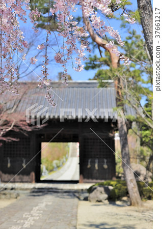 Rin-no-ji Temple Niodomon and Sakura 37661217