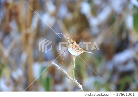 美山彩旗 37661301