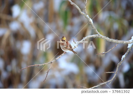 美山彩旗 37661302