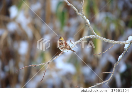 Miyama bunting 37661304