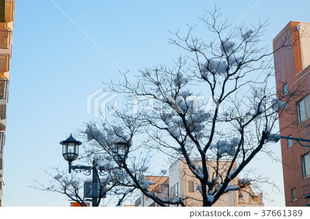 街道樹枝和雪化妝 街道樹枝和雪化妝 37661389