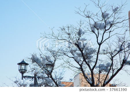 街道樹枝和雪化妝 街道樹枝和雪化妝 37661390