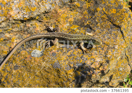 Lizard on the stone 37661395