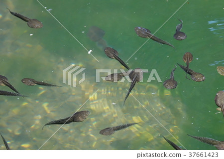 Tadpoles Tadpoles 37661423