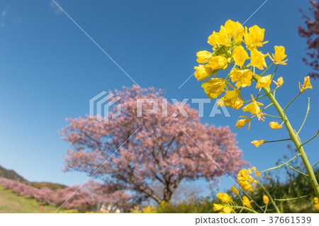 Rape blossoms and cherry blossoms 37661539