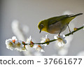 [Bird] White-eye and plum (14) 37661677