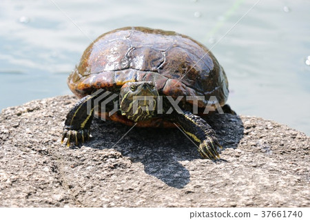 Turtle Turtle 37661740