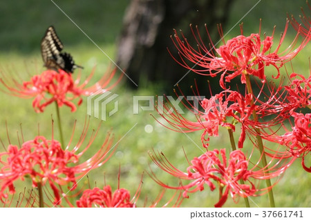 Cluster amaryllis Cluster amaryllis 37661741