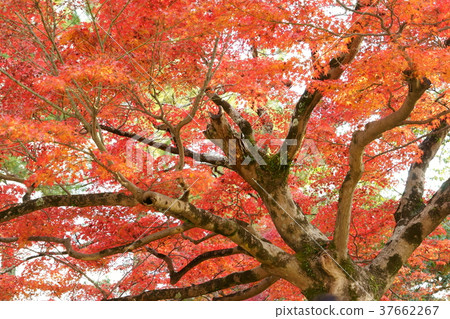 Red maple old tree 1 Red maple old tree 1 37662267