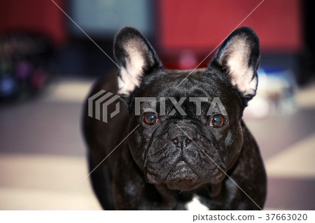 Funny Black French Bulldog Home Day Sunday 37663020