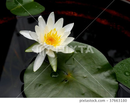 Beautiful White Lotus Flower Stock Photo