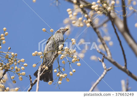 Brown-eared bulbul which eats Sendan's fruit Brown-eared bulbul which eats Sendan's fruit 37663249