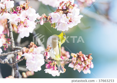 Cold cherry blossoms and whitetail 37663253