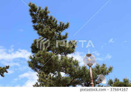 藍天和松樹 37664167