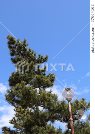 松樹和藍天 37664168