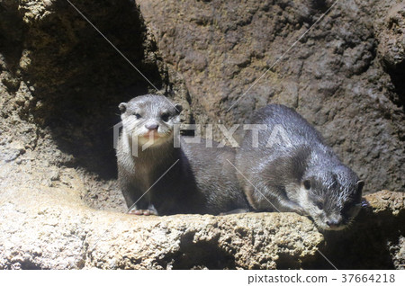Otter 37664218