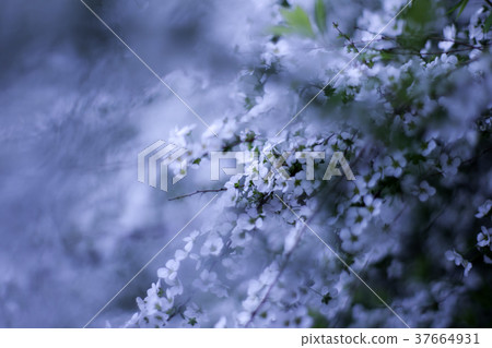 繡線 繡線 37664931