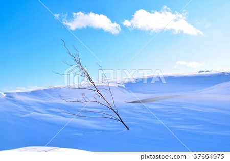 Snow scene winter tree Snow scene winter tree 37664975