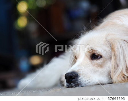 cute lovely white long hair young crossbreed dog  37665593