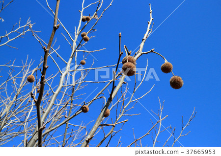 Plantanus果實 37665953
