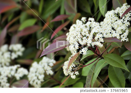 White flower of Kaname-mochi White flower of Kaname-mochi 37665965