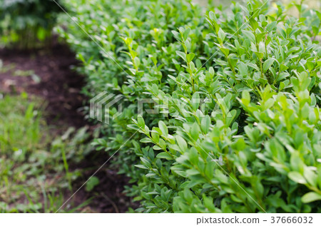 Fresh green buxus leaves, Buxus sempervirens. 37666032