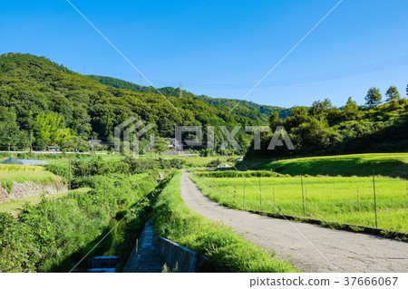 夏季鄉村景觀(八月) 夏季鄉村景觀(八月) 37666067