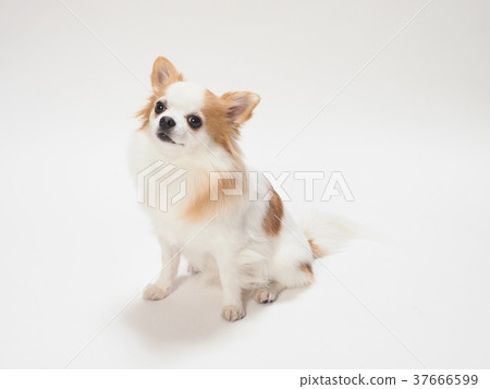 坐在吉娃娃 坐在吉娃娃 37666599