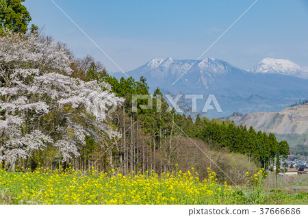 信州景觀Ed Higan Sakura在長野縣黑部高山村 信州景觀Ed Higan Sakura在長野縣黑部高山村 37666686