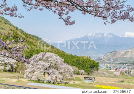 信州景觀Ed Higan Sakura在長野縣黑部高山村 37666687