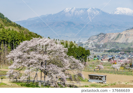 Shinshu landscape Ed Higan Sakura in Kurobe Takayama Village Nagano Prefecture Shinshu landscape Ed Higan Sakura in Kurobe Takayama Village Nagano Prefecture 37666689