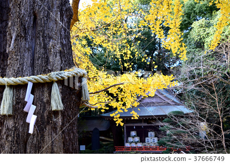 銀杏的神樹在神社場地 37666749