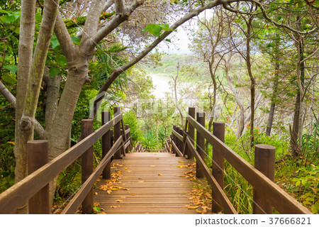 Wooden forest trail boardwalk Wooden forest trail boardwalk 37666821