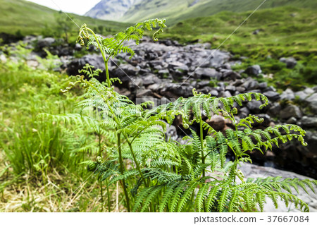 Curly fern in the scottish highlands 37667084