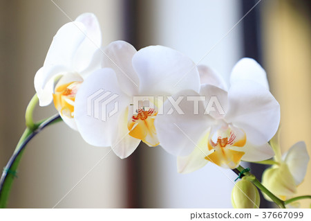 白花 白花 37667099