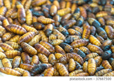Pupa silkworm is hatched before becoming butterfly 37667500