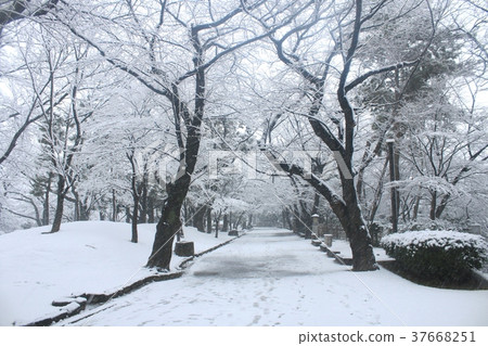 在Oji Asukayama公園的雪場面在北區，北區 37668251
