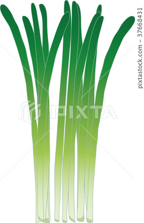 Chinese chive 37668431