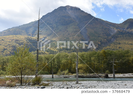 來自大正池的Yakedake枯萎了樹木 來自大正池的Yakedake枯萎了樹木 37668479