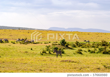 Herd of zebras grazing in the savannah  Herd of zebras grazing in the savannah  37668980