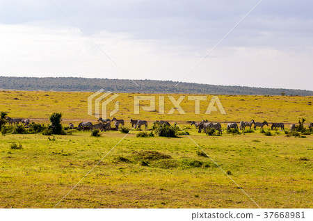 Herd of zebras grazing in the savannah  37668981