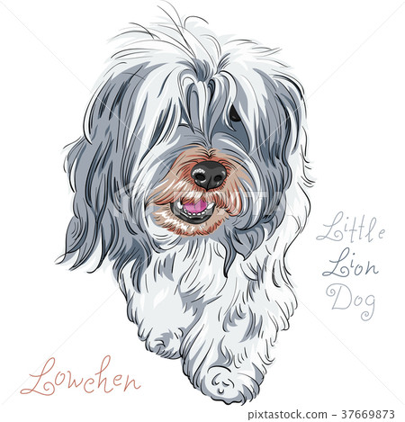 vector dog breed Lowchen vector dog breed Lowchen 37669873