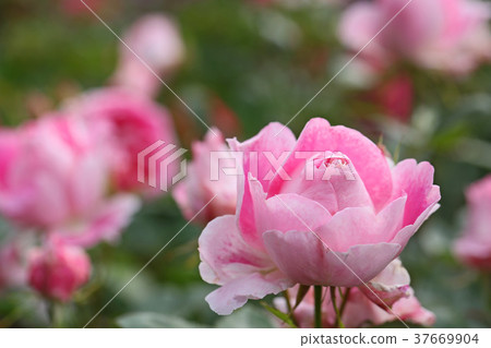 玫瑰粉是一朵美麗的玫瑰 玫瑰粉是一朵美麗的玫瑰 37669904