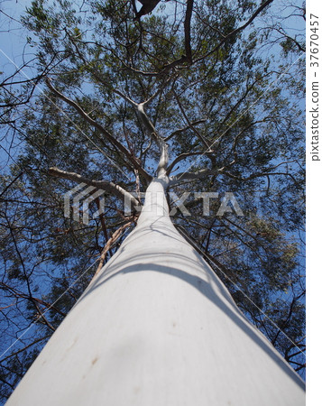 巨大的桉樹巨大的樹與純白色的樹皮 37670457