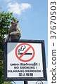 Monkey _ signboard 37670503